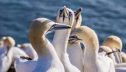 九游app官网下载-全北蔚山死敌对决再掀高潮，全北蔚山是一个老板吗