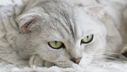 九游电脑版-兰斯主场_取胜里尔，实现反弹连胜，兰斯足球俱乐部