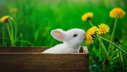 随机中国足球“两步走”战略实现初步成效，中国足球之路